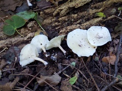 Clitocybe eccentrica