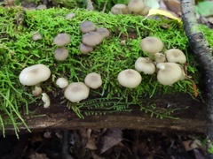 Clitocybula abundans