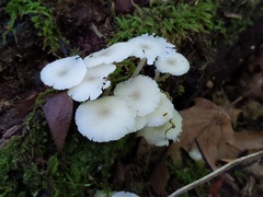 Clitocybula abundans