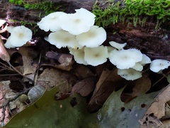 Clitocybula abundans