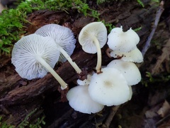 Clitocybula abundans