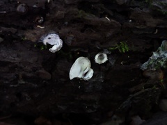 Hypomyces stephanomatis