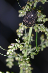 Protaetia brevitarsis