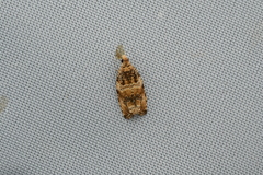 Celypha flavipalpana