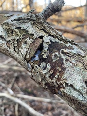 Exidia thuretiana