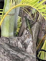 Anolis extremus