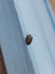 Holcostethus albipes