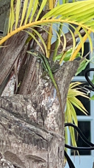 Anolis extremus
