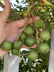 Macadamia integrifolia x tetraphylla