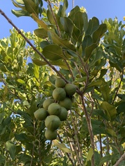Macadamia integrifolia x tetraphylla
