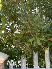 Macadamia integrifolia x tetraphylla