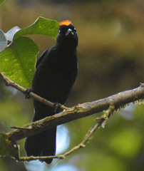 Tachyphonus delatrii