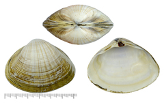 Mactra chinensis