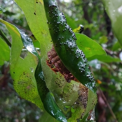 Mischocyttarus phthisicus