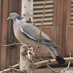 Columba palumbus