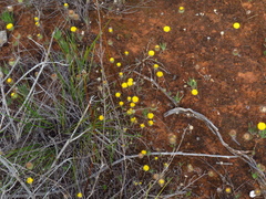 Asteridea athrixioides