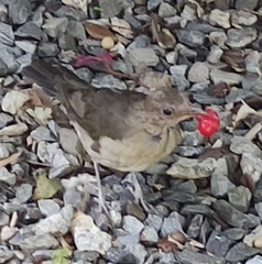 Turdus amaurochalinus