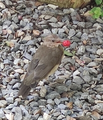 Turdus amaurochalinus