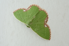 Comibaena procumbaria