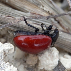 Chrysolina lucida