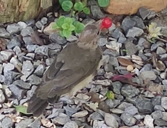 Turdus amaurochalinus