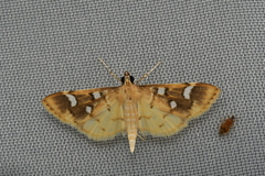 Cotachena pubescens