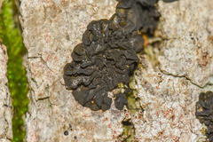 Collema flaccidum