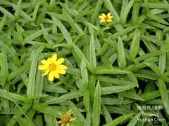 Sphagneticola calendulacea