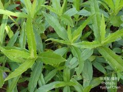 Sphagneticola calendulacea