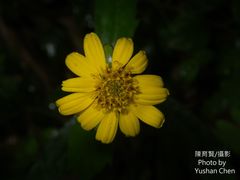 Sphagneticola calendulacea