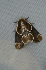 Cymatophoropsis trimaculata