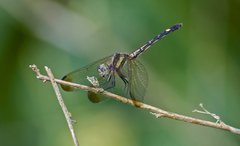 Micrathyria laevigata