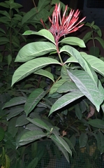 Sambucus ebulus