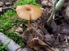 Entoloma formosum