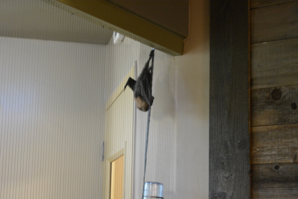 Rodrigues Flying Fox