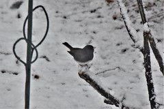 Junco hyemalis