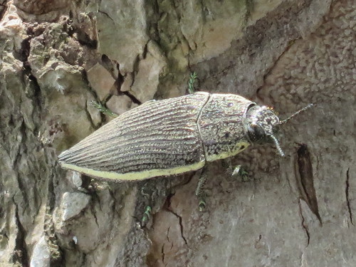 Whiterim Jewel Beetle
