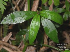 Sphagneticola calendulacea