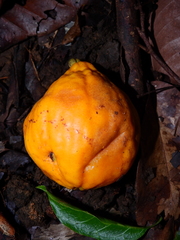 Eugenia gongylocarpa