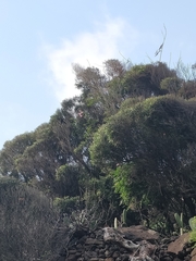 Olea europaea cerasiformis