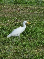 Bubulcus ibis image
