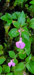 Impatiens viscosa