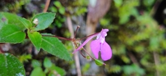 Impatiens viscosa