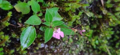 Impatiens viscosa
