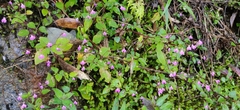Impatiens viscosa