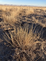 Krascheninnikovia lanata