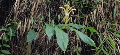 Hedychium spicatum