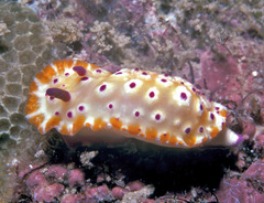 Mexichromis