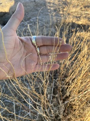 Krascheninnikovia lanata