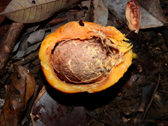 Eugenia gongylocarpa